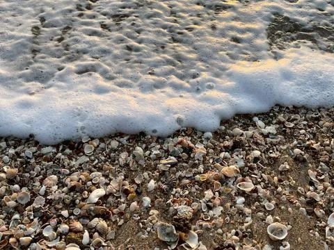 Shells on the beach (30) Photos