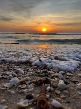 Shells on the beach (32) Fotos Stock