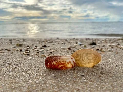 Shells on the beach (4) Stock Photos
