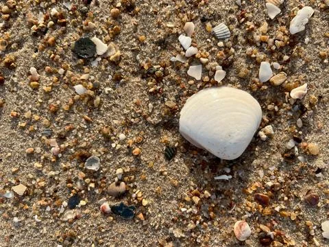 Shells on the beach (5) Stock Photos