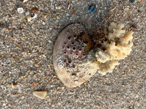 Shells on the beach (5) Fotos de archivo