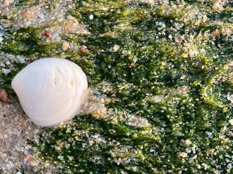 Shells on the beach (6) Photos