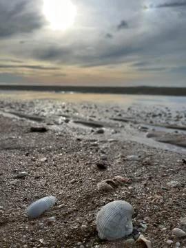 Shells on the beach (7) Fotos de archivo