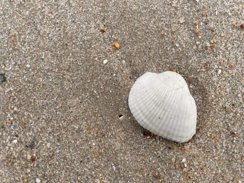 Shells on the beach (8) Stock Photos