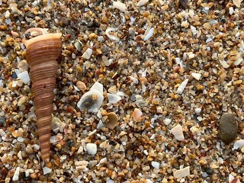 Shells on the beach (8) Fotos de archivo