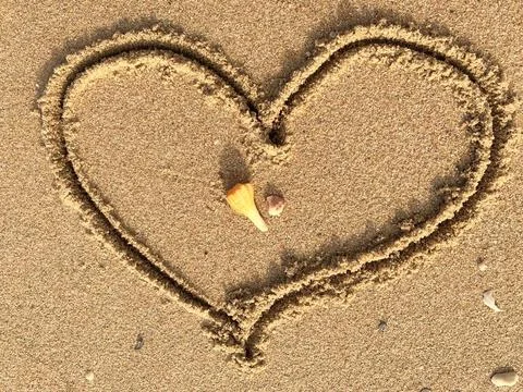 Shells on the beach (9) Stock Photos