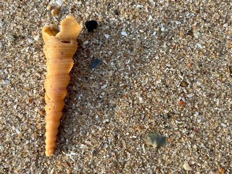Shells on the beach (9) Stock Photos
