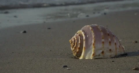 Shells on the beach in the afternoon Stock Footage 135412230