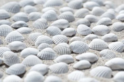 Shells on the beach as background Stock Photos