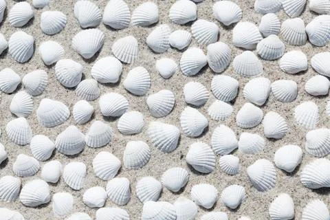 Shells on the beach as background Stock Photos