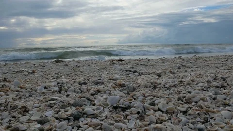 Shells on the beach at the Barefoot Beach State Preserve Stock Footage 73446463