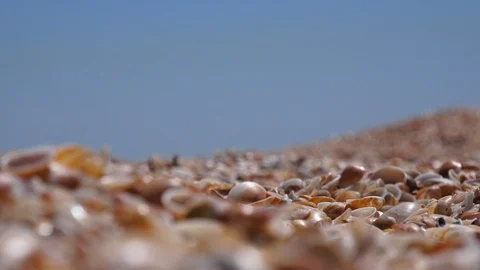 Shells on the beach change focus Stock Footage 108458071