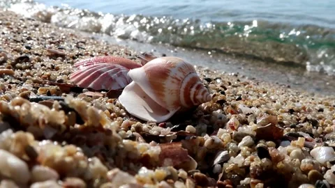 Shells on the beach close up Video stock 247504140