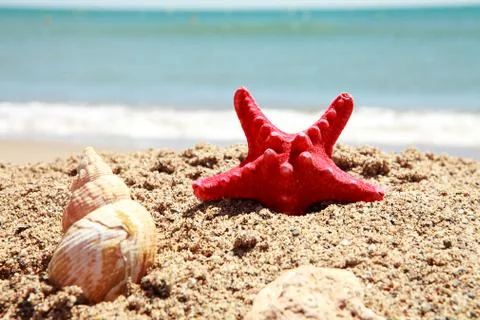 Shells on the beach in closeup Stock Photos
