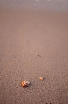 Shells on the beach at dawn Stock-Fotos