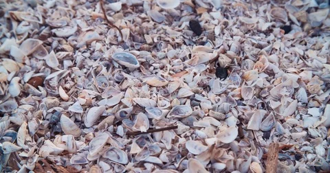 Shells On Beach With Flies Stock Footage 71325994