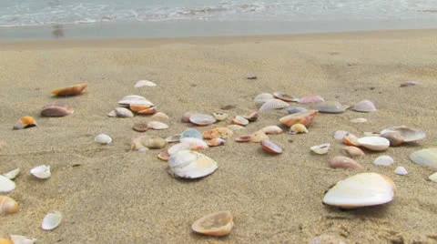 Shells on the beach 库存影片 23474915
