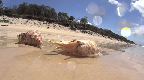 Shells On Beach Stock Footage 35486599