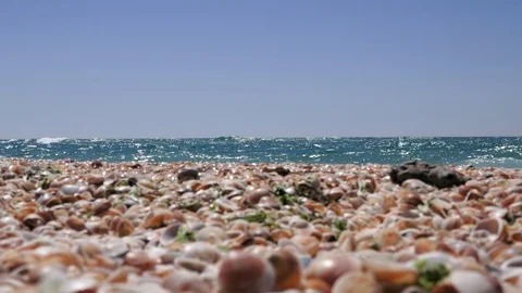 Shells on the beach Video stock 108456862
