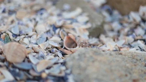 Shells on the beach Stock Footage 113965760