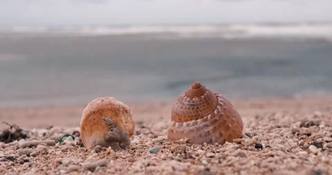 Shells on the beach. Video stock 199073123