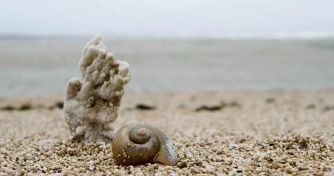 Shells on the beach. Vídeo Stock 199597696