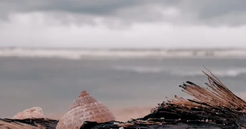 Shells on the beach. Video stock 199603186