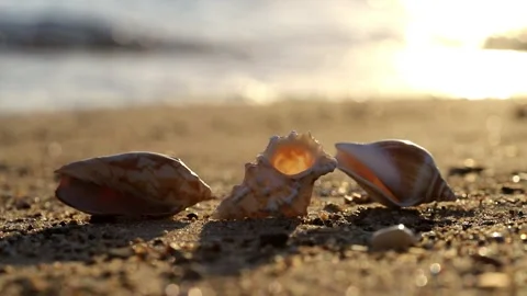 Shells on the beach Video stock 247499430