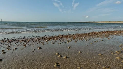 Shells on beach with light surf Stock Footage 256028134