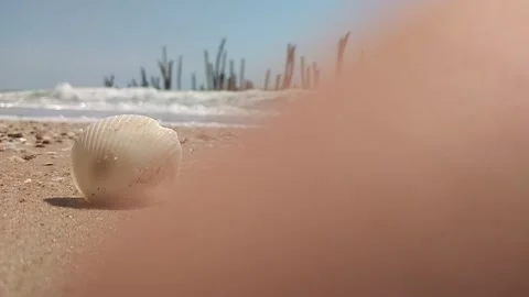Shells on the beach with ocean waves in the background Stock Footage 264958973