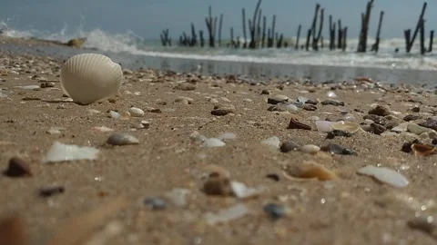 Shells on the beach with ocean waves in the background Stock Footage 264958985