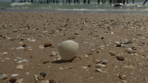 Shells on the beach with ocean waves in the background Stock Footage 264959009