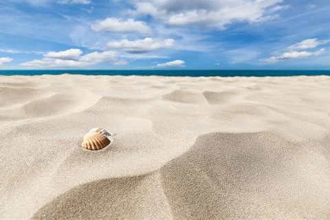Shells on a beach Foto stock