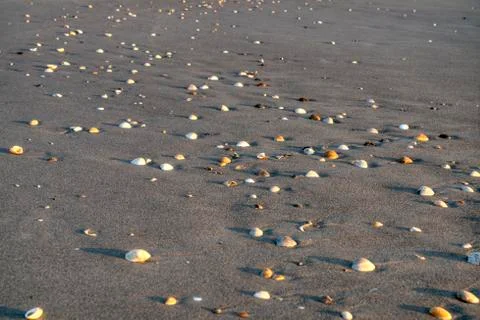 Shells on Beach Stock Photos
