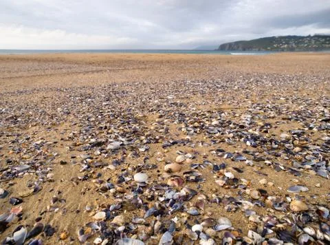 Shells on the beach Stock Photos