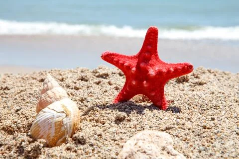 Shells on the beach Stock-Fotos