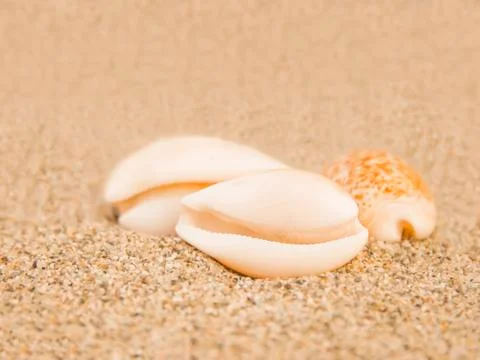 Shells on the beach Stock Photos