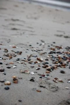Shells on a beach Stock Photos