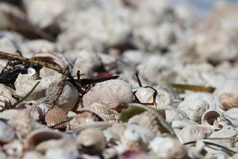 Shells on the beach  库存照片