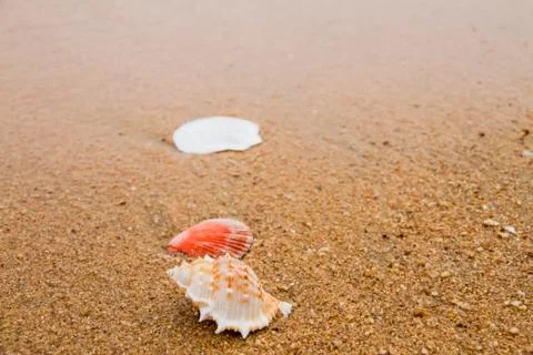 Shells on the beach. Stock Photos