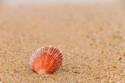 Shells on the beach. Stock Photos