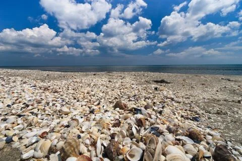 Shells beach Stock Photos