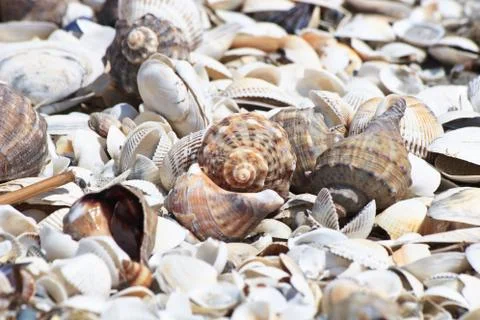 Shells on the beach Stock Photos