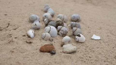 Shells on the beach Stock Photos