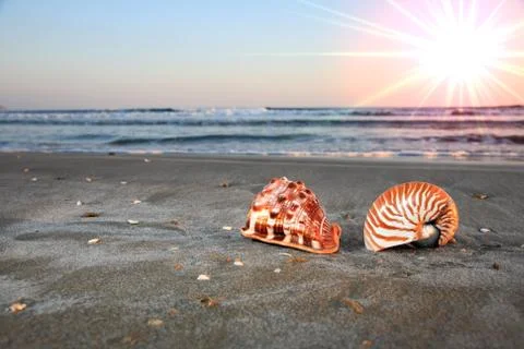 Shells on a beach Stock Photos