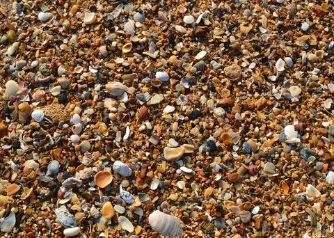 Shells on the beach Stock Photos