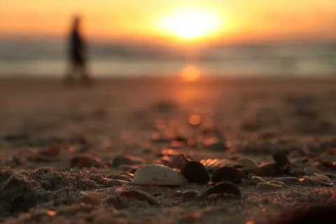Shells on the Beach Stock Photos