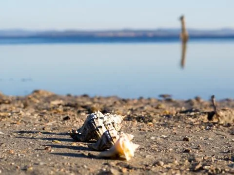 Shells on a beach Stock Photos