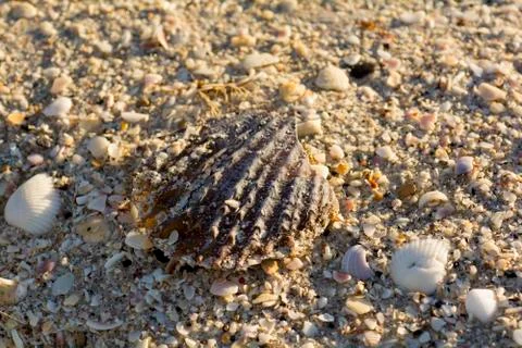 Shells on beach Foto stock