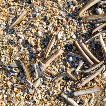 Shells on the beach Stock Photos